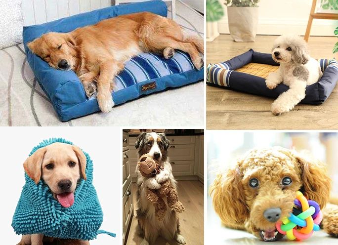 寵物氣味彌漫整個屋子，潔匠凈化教您如何除味